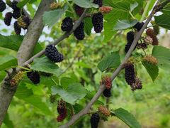 -南京小时候桑葚采摘园