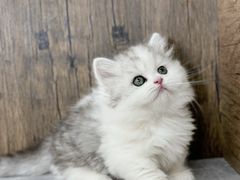 -小猫来了·猫舍(红山六九七九店)