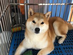 -申普宠物医院·眼科·心内科·影像科(普陀分院)