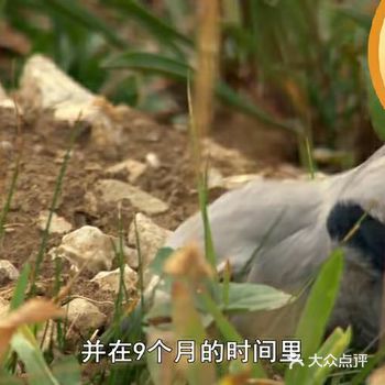 渡鸦这种鸟虽然没有大猩猩那么聪明，会制作工具