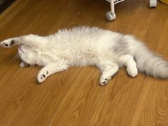 -伟伟宠物医院·CT影像中心·瑞派犬猫综合性门诊(汉口总院)