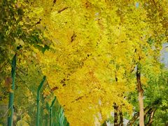 -三里屯东五街银杏大道