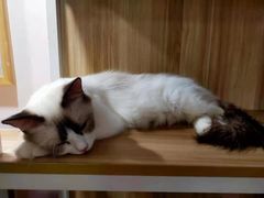 -Sweet cat·星愿猫咖(国贸大厦店)