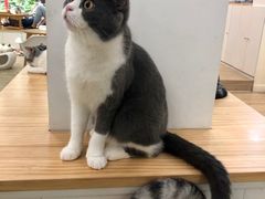 -李小姐の猫咖啡馆(五角场店)