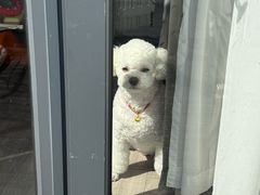 -艾贝尔宠物医院 ·内科全科(梁溪路店)