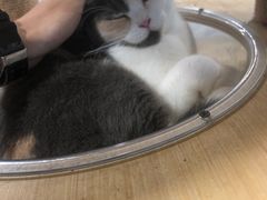 -楼上猫咖(罗湖店)