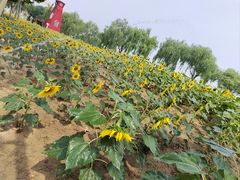 -廊坊文化艺术中心