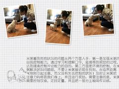 -多乐狗狗宠物训练工作室