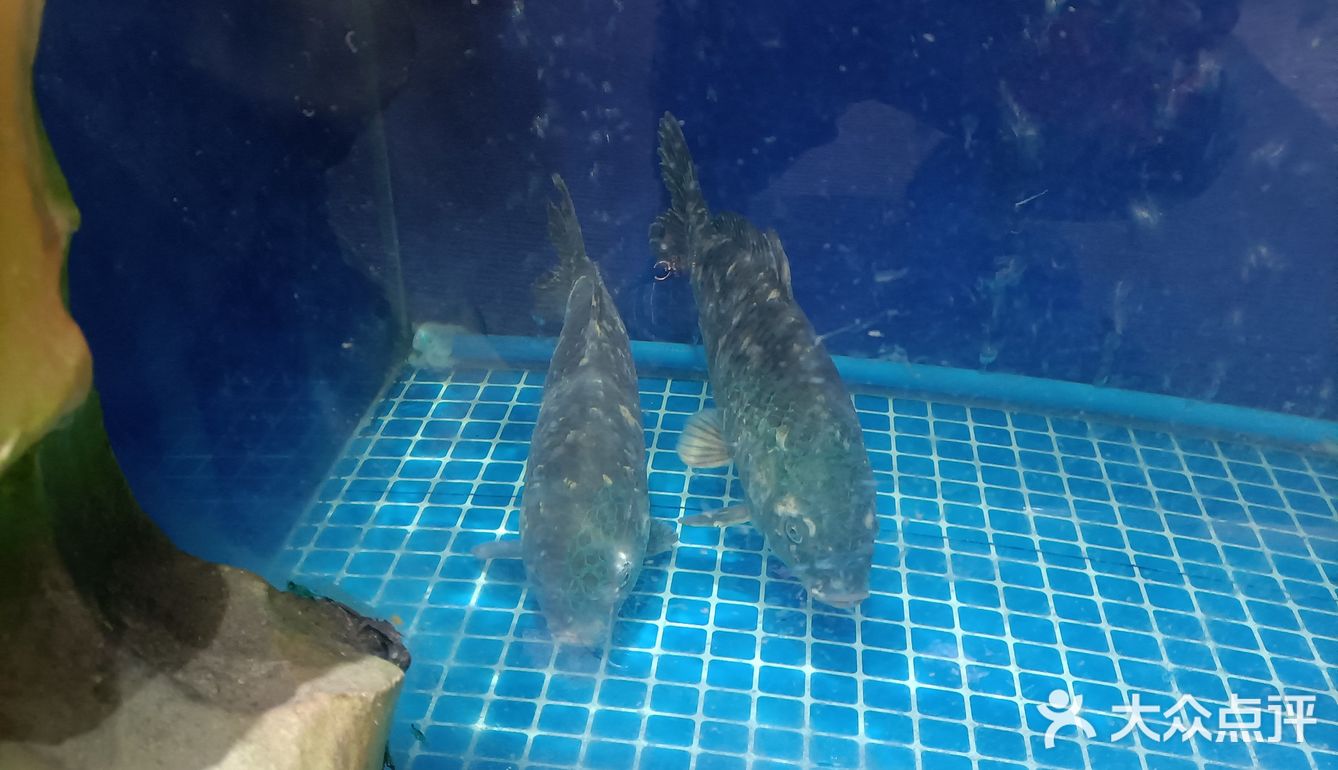 偶然发现的这家宝藏店铺，五花肉鱼锅直接惊艳到我