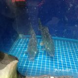 偶然发现的这家宝藏店铺，五花肉鱼锅直接惊艳到我