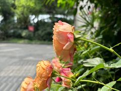 -大妙火锅·非物质文化遗产(东湖公园店)