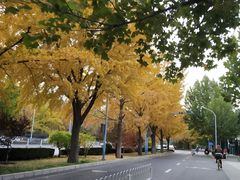 -三里屯东五街银杏大道