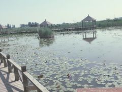 -哈素海