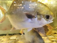 -巽寮印象美食部落餐厅·海鲜·地方特色菜(惠州体验店)