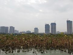 -月湖风景区