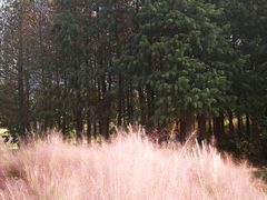 -艾溪湖湿地公园