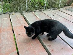 -素山寺森林公园