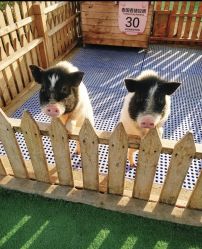 -萌宠亲子动物乐园(槐房万达店)