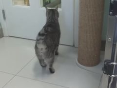 -纳吉亚猫专科动物医院博雅分院