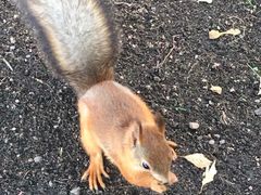 -滴血救世主教堂