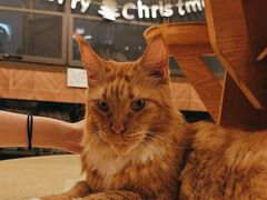 -MOCHA明星猫咖(田子坊店)