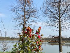 -绍兴镜湖国家城市湿地公园