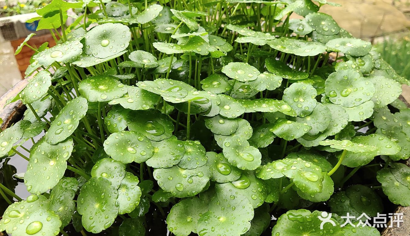 金钱草是一种常见植物，而且是一种中药材，主要功效可预