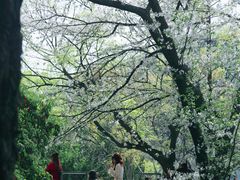 -嘉定紫藤园