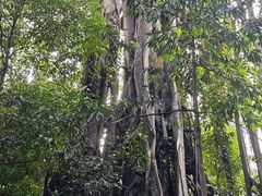 -新加坡植物园