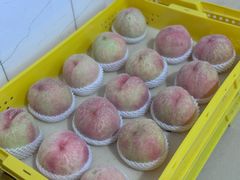 -老袁家蜜桃农场·阳山水蜜桃