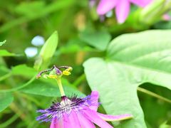 -国家植物园南园