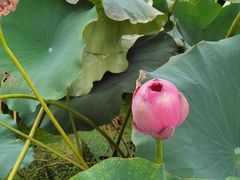 -龚家花园农家乐休闲别墅