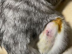 -创凡宠物医院·骨专科  猫科中心(西乡分院)