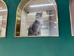 -飞行喵MR PILOT|猫舍·猫咖(静安大融城店)