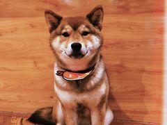 -柴务处·柴犬主题狗咖