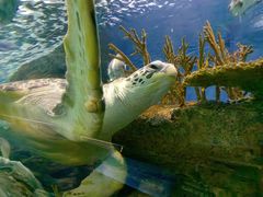 -上海海洋水族馆