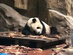 -成都动物园