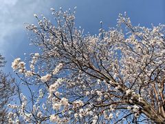 -桃花堤公园