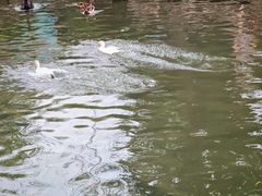 -西苑公园