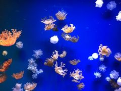 -芜湖新华联大白鲸海洋公园