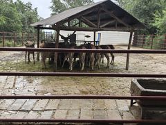 -青藏高原野生动物园