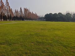 -合肥滨湖国家森林公园