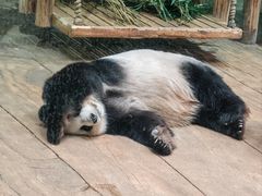 -深圳野生动物园