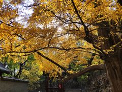 -晋祠公园