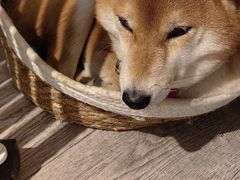 -小时光咖啡馆(北锣鼓巷店)