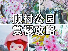 -顾村公园