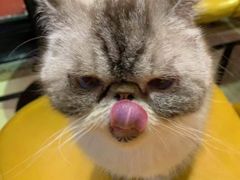 -猫色咖啡·猫咖