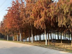 -合肥滨湖国家森林公园