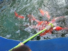 -喷泉广场餐厅·宵夜·海鲜烧烤大排档(长隆企鹅酒店)