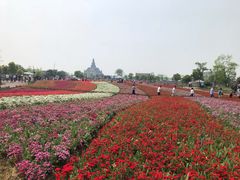 -荷兰花海